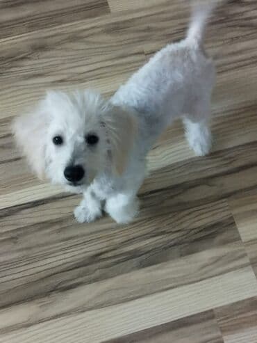 balaca itder: 3 aylıq pudel balası. Tükləri qırxılıb — 1