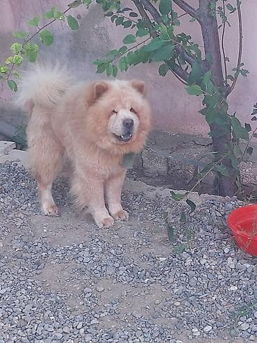 dog argentina: Çau-Çau, 1 il, Erkek, Peyvəndli — 2