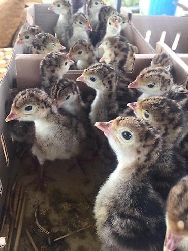 hinduska yumurtasi: Salam. Hinduşka yumurtasi 2matdi
Hinduska balasida olur — 6