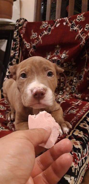 pitbul itler: Pitbul — 1