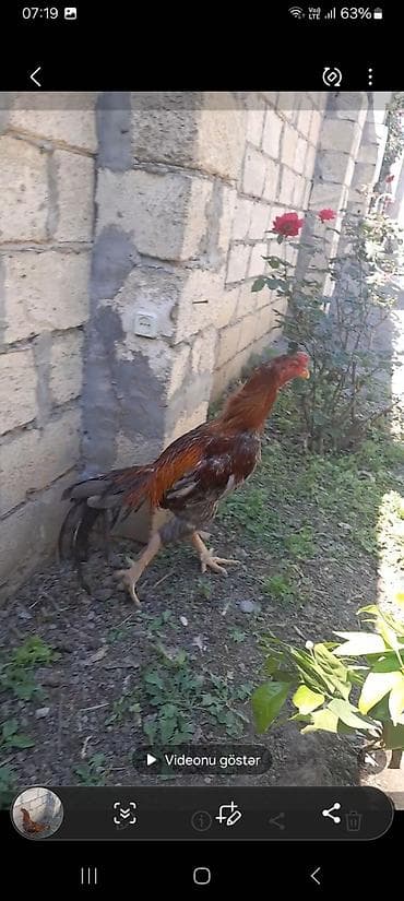 ordek balasi nece gune cixir: Xoruz, il: 2 — 3
