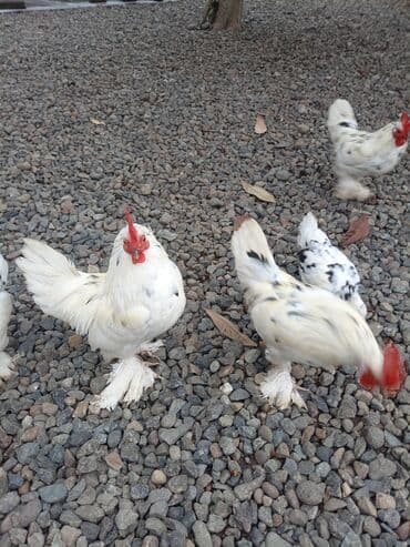 kent toyuqlari: Toyuq, Damazlıq — 3