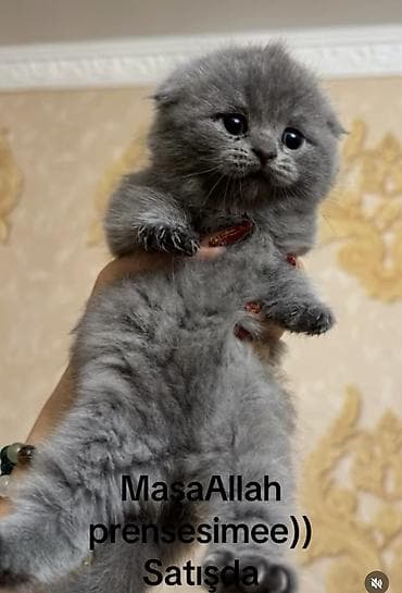 pisik balasi: Scottish fold balasi miwka satiwda. deqiq alici yazsin — 1