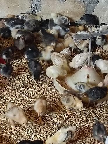 Toyuq cücələri, Damazlıq, Rayonlara çatdırılma