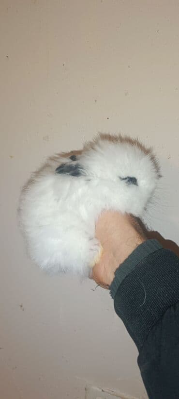 Бусы: Karlik dovşan satılır. Tam sağlam bitsiz birəsiz 100% ev dovşanıdır — 3