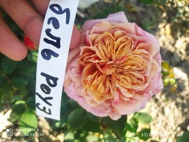 çiyələk şitili: Məhsul: Gül kolları – müxtəlif növ güllər Təsvir: - Seçmə dekorativ — 2