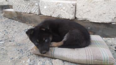 ingilis setteri it cinsinin digər adı nədi: Alman Ovçarkası - Cinsə bənzər görünüş: qara rəng üstünlükdə, qəhvəyi — 2