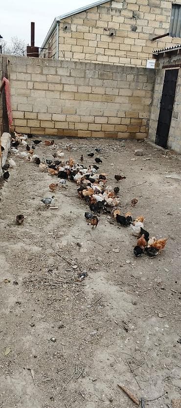 qoyun satilir: Toyuq cücələri, Damazlıq — 3