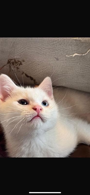 itler ucun bit dermani: Ağ rəngli balaca pişik balası - Tam ağ, yumşaq və sıx tüklü kürk - — 5