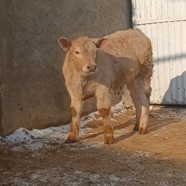 Lincoln: Cins buzov – açıq krem rəngli, qalın və sıx yun örtüklü. Geniş döş — 4