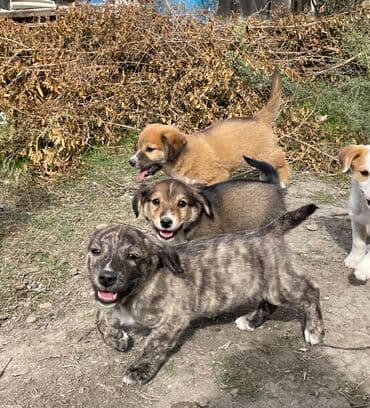 сколько стоит щенок акита ину: Звонок, 2 месяца, Самовывоз — 5