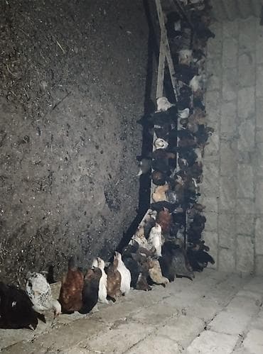 toy pudel satışı: Toyuq cücələri, Ətlik — 5