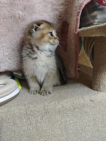 yem qabi: Tabbi — 6