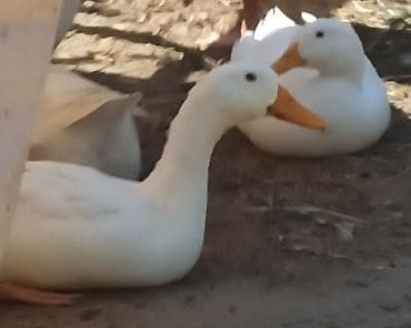 satdig quslar: Ördəklər – dekorativ və yumurta istiqamətli Təsvir: - Çeşidli rəng — 5