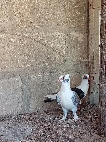 Cüt bəzək göyərçini Salam bu Hunkariler satilir tay balaridi qiymet lalafo.az -da Cüt bəzək göyərçini Salam bu Hunkariler satilir tay balaridi qiymet