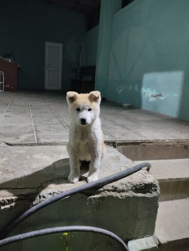 bala afcarka: Akita-inu, Dişi, Ünvandan götürmə — 4