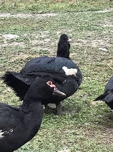 K/t heyvanları və malları: Qara zumrud. Maskali. Qizqin erkey Damazdiq Xüsusiyyətlər: - Cinsi — 9