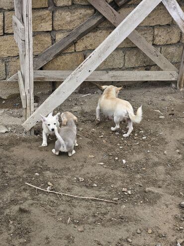 it şəkilləri: Zvanok, çubuş – qarışıq rənglərdə (krem, ağ, boz). Yeməyə — 12