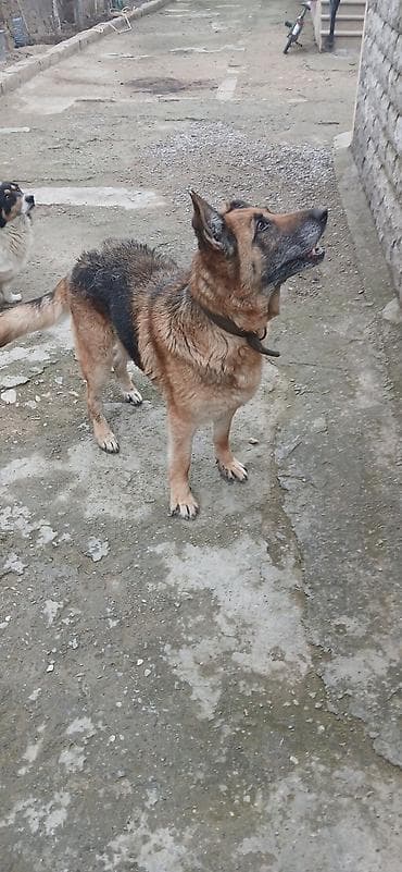 kreditle heyvan satisi: Alman çoban iti — 5