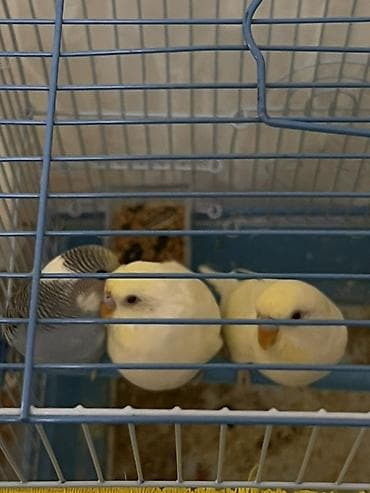 Yuvalar: 3 ədəd 3 aylıq papuqaylar tam sağlam və aktivdirlər qəfəs qarışıq — 2