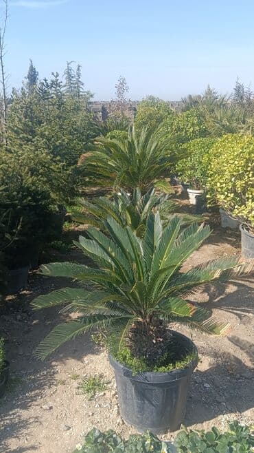 adəm ağacı: Dekarativ agaclarin satisi — 13