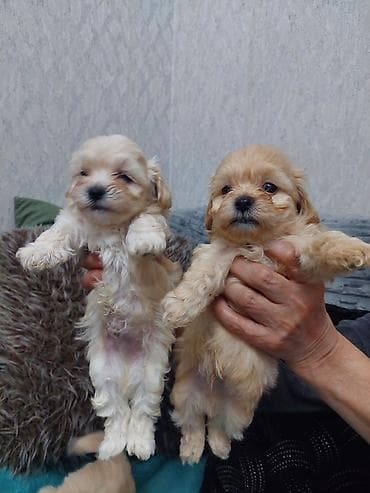 Salam cinsi maltes balonkaBalaca dekorativ it balaları – krem və açıq — 2