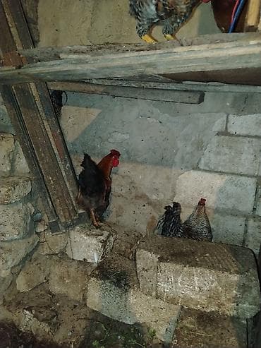 tap az sudluk inəklər: Məhsul: Ev təsərrüfatı üçün xoruzlar və Təsvir: - Şəkillərdə bir — 4