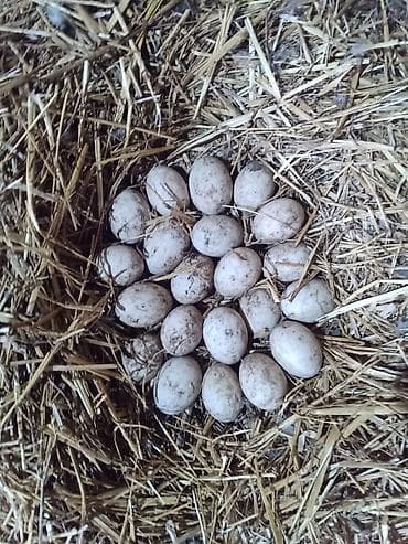 ev quşlari: Pekin ördək 2 ədəd cütlük 6-8 aylıq -yumurta verir - Rəng: tam ağ — 6