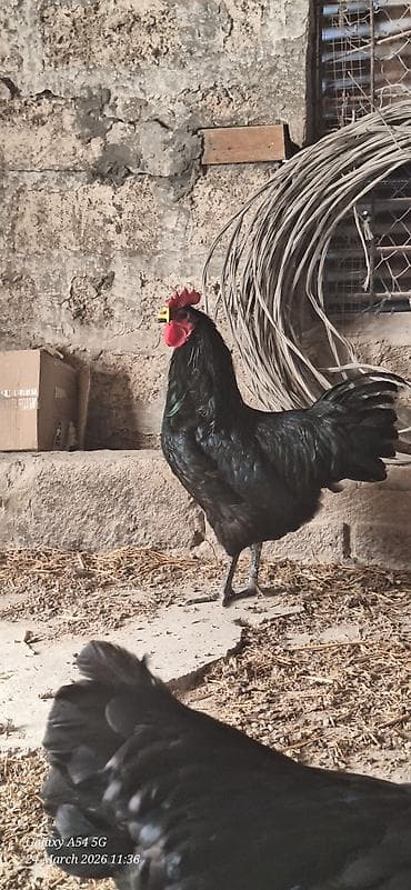 qara quyruq: Qara rəngli Alman Australorp xoruzu (tünd, parlaq lələklər) Təsvir: - — 2