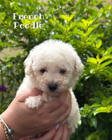 Ножи: Пудель — 4