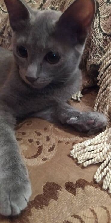 pişik latoku: Britan, Erkək — 3