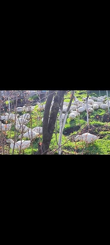 ağ pişik: Məhsul: Ağ ördəklər (sürü halında) Təsvir: - Açıq məkanda otlaqda — 5