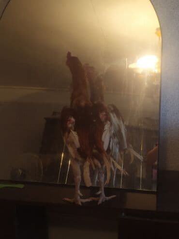 ağdam xoruzu gence: Əsgər getdiyime göre satılır heyvan Samux rayondadi vacap:0554647369 — 1