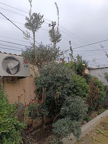 mum: Zeytun ağacı – dekorativ, çoxgövdəli formaya sahib yetkin bitki — 3