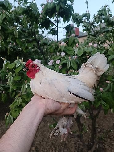 Mal-qara: Slaam. Bakı Sumqayıt ərazisində yaponka xoruz lazımdı. 9 aydan yuxarı — 1