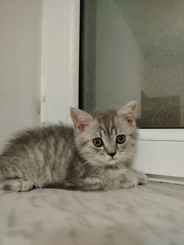 pişik adları dişi: Şotland, Erkək, Dişi — 2