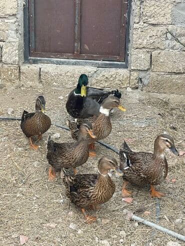 kayuqa ordek: 3 eded yaşilbaş dişi 15 azn 1 eded qarişiq zumrud 35 azn 1 eded — 1