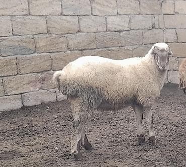 beyleqan sortu qoyun: Qoyun – ət və damazlıq üçün - Cins: yerli yağlı quyruq tipli — 1