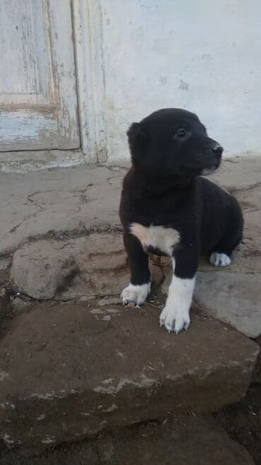 xasqi satisi: 1 ay, Dişi — 2