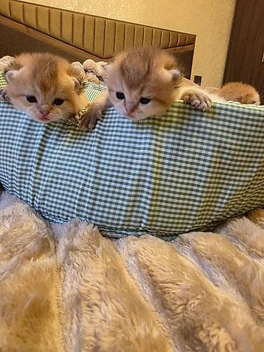 su pişiyi: Britan — 5