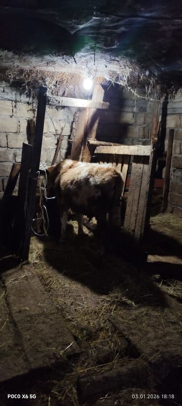 ev quşları haqqında qısa məlumat: Dana, buzov, Erkək, ay: 6, 1 kq, Damazlıq — 1