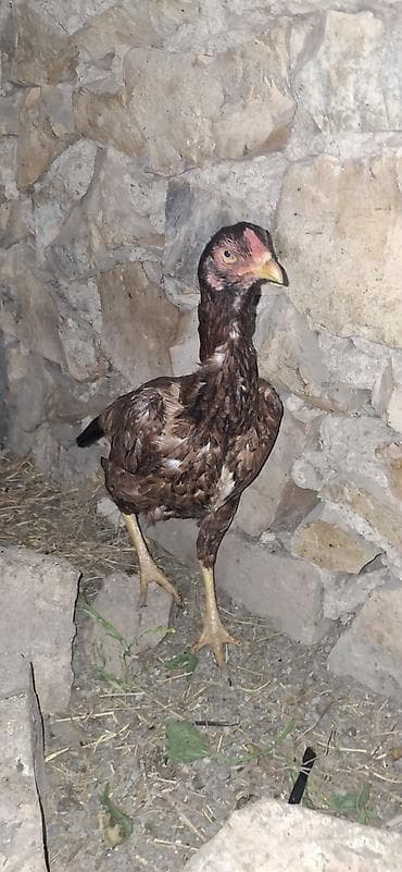 cins buzovların satışı: Toyuq, Damazlıq — 4