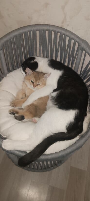 scottish fold qiyməti: Şotland yastı qulaq, Erkək, Yaxşı əllərə, Ünvandan götürmə, Pulsuz çatdırılma, Ödənişli çatdırılma — 2