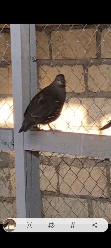 bülbül quşu: 2 dişi 1erkək Kalifornia bildirçinleri satiram cox çevik heyvanlardi — 7