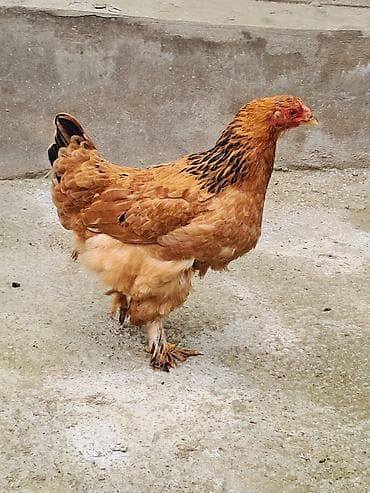 cins qoyun: Toyuq, Brama, Damazlıq — 2