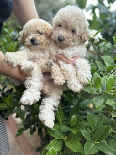 где можно купить собаку мальтипу: Пудель, С прививками — 5