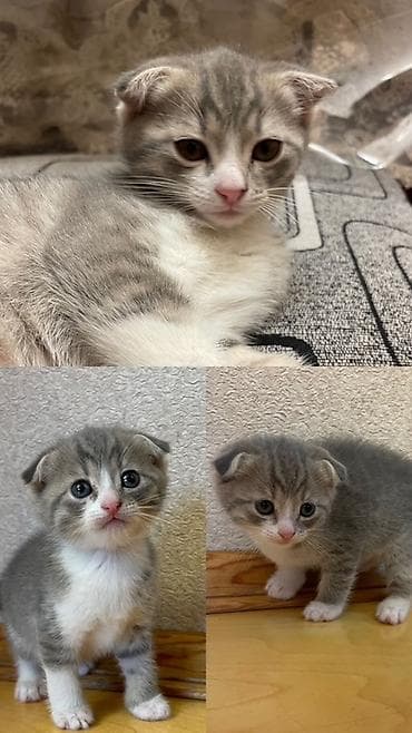 Şotland yastı qulaq