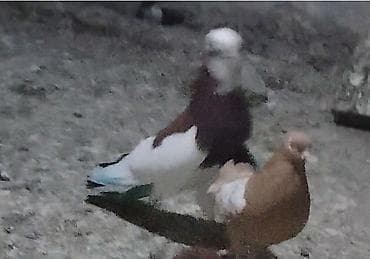 Quşar göz qabağinda yuçutaya qovur hazir bala veren heyvanlardi unvan