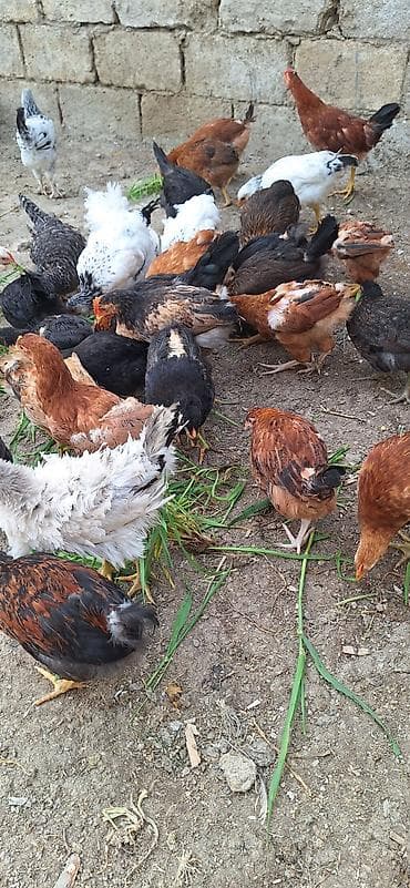 Куры: Kend çolpaları .Qiymet 6 manat 50 qepik — 3