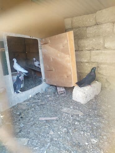goyercin yuvasi: Salam 13 ədəd quşdu hamsina 80 manat verən olsa verəcəm tək birinci — 5